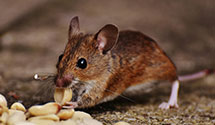 24 Hour & Emergency Exterminators in Saint Francis, WI